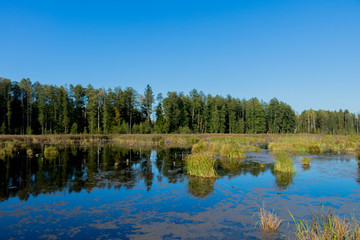 wild backwaters with autumn grass clumps, wooden bridge and blue cloudless sky