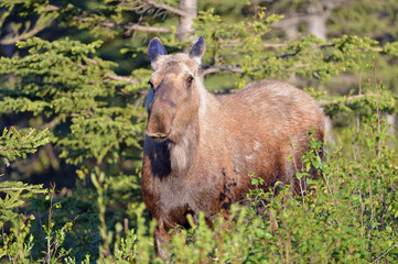 Female Moose 
