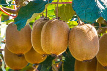 Kiwi Fruit Orchard &ndash; Ripening Fruit in Late Summer Sunlight