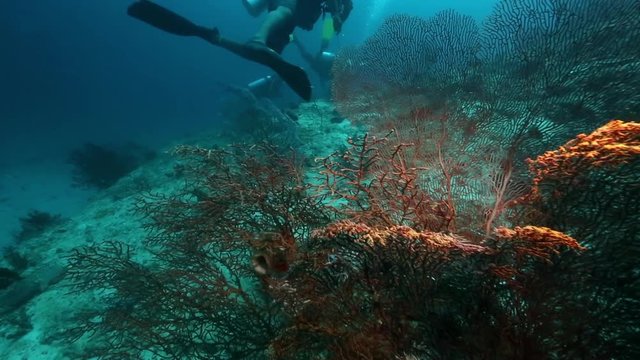 Scuba diving past fan coral on reef in Raja Ampat, West Papua, Indonesia 