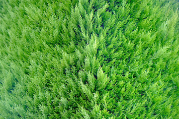 Beautiful green tree, closeup