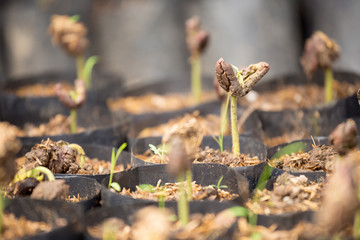 Obraz premium Young Cocoa tree Growing on the farm