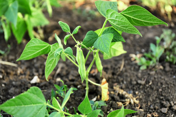 Green bean growing in garden