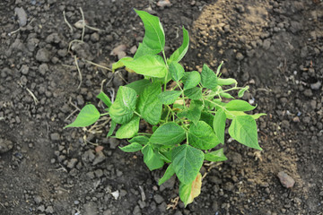 Green bean growing in garden