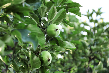 Green apples on branch in garden