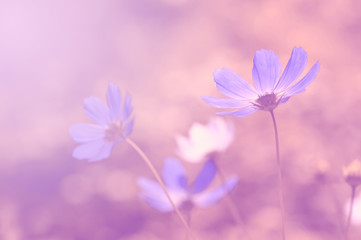 Blue toned flowers on a beautiful background. Selective soft focus.