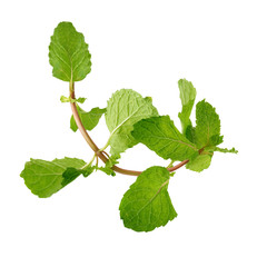 Fresh raw mint leaves isolated on white background