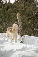 Wolf Howling 