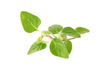 Fresh Oregano herb on a white background