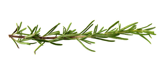 Fototapeta premium fresh rosemary bunch isolated on white background