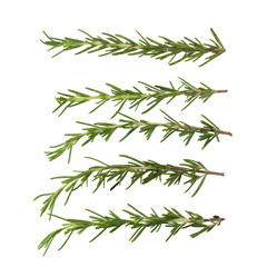 Fototapeta premium fresh rosemary bunch isolated on white background