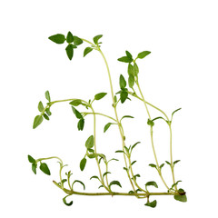 Thyme fresh herb isolated on white background
