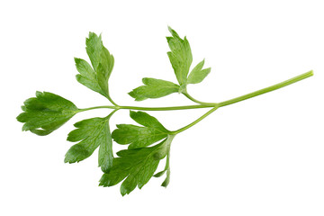 parsley fresh herb isolated on a white background