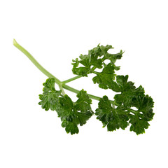 parsley fresh herb isolated on a white background
