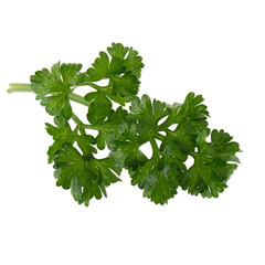 parsley fresh herb isolated on a white background