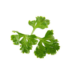 parsley fresh herb isolated on a white background