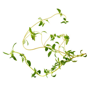 Thyme fresh herb isolated on white background