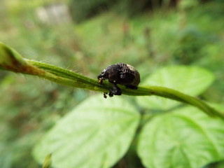 オジロアシナガゾウムシ weevil
