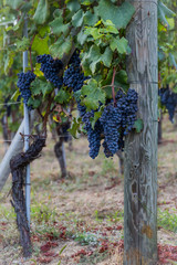 Bunch of red wine grape in italian vineyard