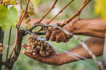 Grape harvest in the Tuscan hills.