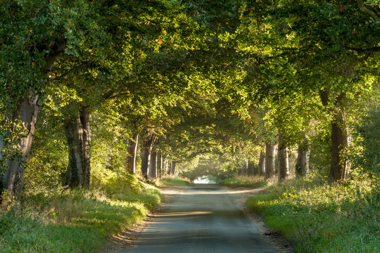 Tree arches across a rural country lane showing nature and roads living in harmony. Sunrise light glowing under the canopy and branches. 