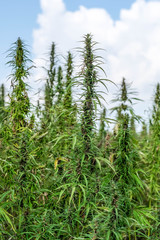 Hanffeld vor der Ernte