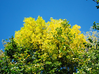 yellow tree crowns