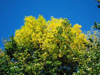 Fototapeta premium yellow tree crowns