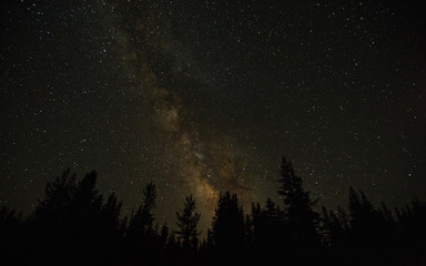 The Night Sky in the Forest