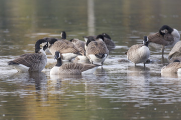 Canada Geese Flock in Water