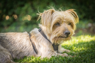 Naklejka na ściany i meble Dog resting in the grass of a park. Copy space, blurred green background. Doggy hairy ear, nose and snout, Yorkshire Terrier brown. Hey what's up, curiosity expression