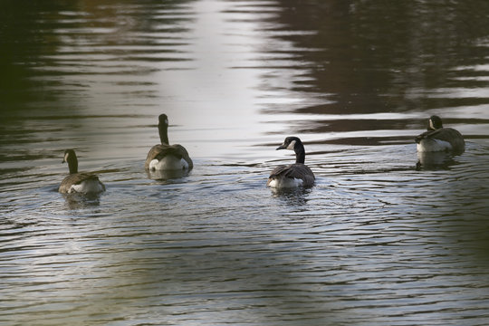 Canada Geese Swimming in Water