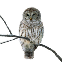 Portrait of a Beautiful Owl. Owl on white background