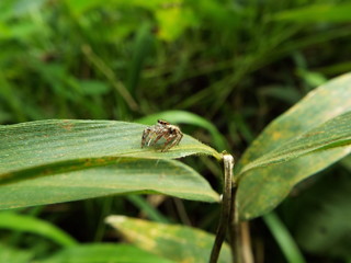ハエトリグモ spider