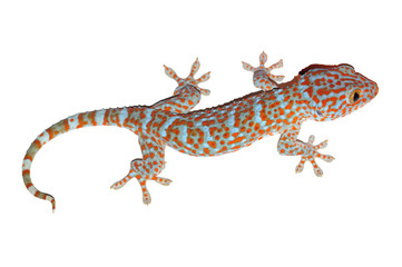 gecko isolated on white with clipping path