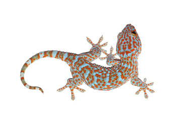 Obraz premium gekon na białym tle biały ze ścieżką przycinającą