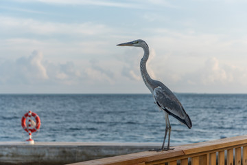 Wild bird looking for fish at resort in Maldives