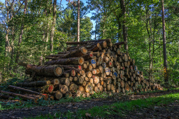 wood heap in the forest