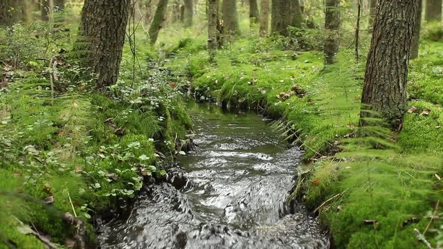 murmur of water, creek in a pine forest,  beautiful landscape of wildlife