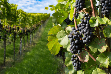 Weintraube an der Rebe