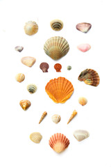 Collection of seashells on white