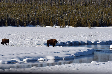 buffalo in snow  