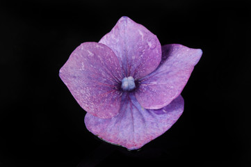 Purple hydrangea flower against black