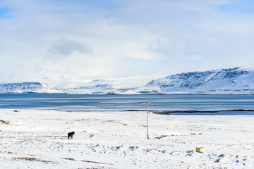 Beautiful fjord in Iceland during winter