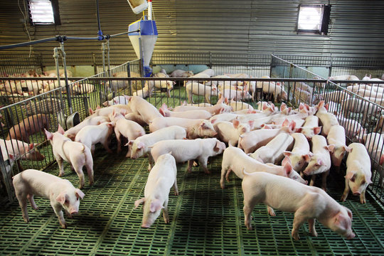 Little pigs household on rural animal farm