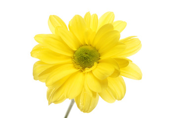 Yellow chrysanthemum closeup