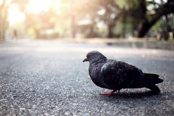 Pigeons on the road in the morning sunlight.