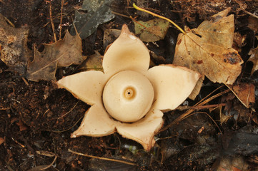 Earthstar fungus on dead leaves