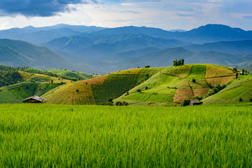 Beautiful greenery view of rice terrace in Chiangmai, north of Thailand