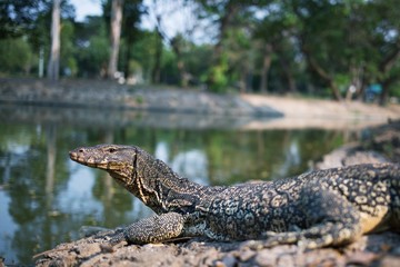 Portrait of the water monitor lizard  small body in canal.